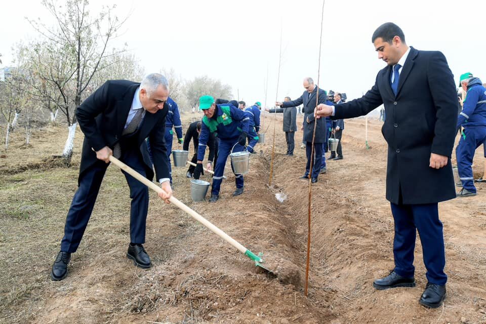 Fuad Nəcəfli Heydər Əliyevin xatirəsinə ağac əkdi