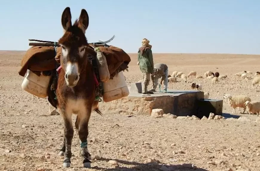 Azərbaycan 16 min manata 6 baş eşşək aldı