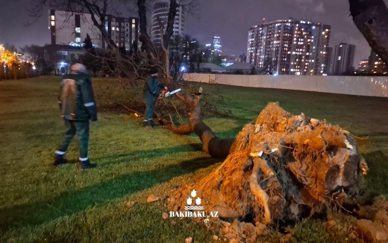 Güclü külək nəticəsində 368 ağac sınıb