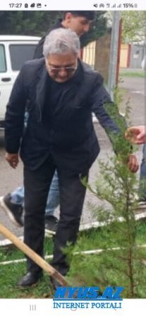 Masallıda yaşıllığa "GƏMİRİCİ"LƏR DARAŞIB...