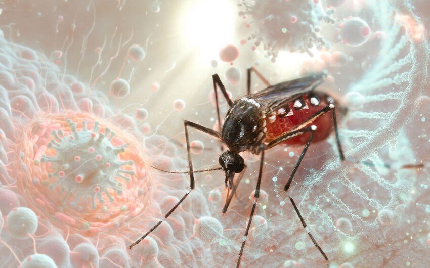 Fransanın dənizaşırı bölgələrindən birində çikunqunya epidemiyasının alovlanması müşahidə olunur