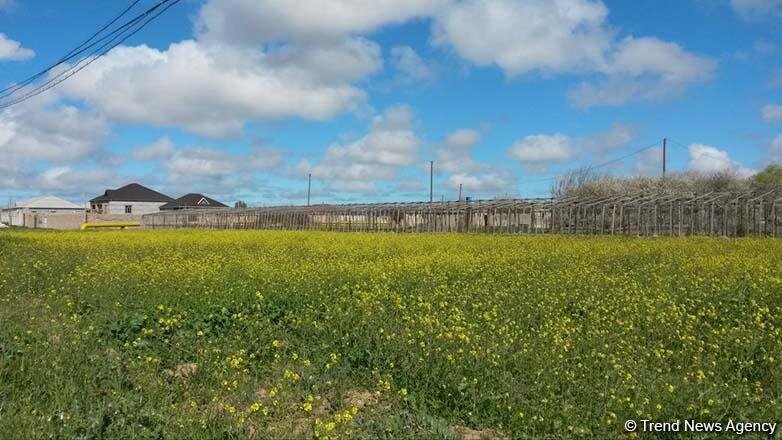 Azad edilmiş ərazilərdə torpaqların əkilməsi ölkənin ərzaq təhlükəsizliyini təmin etməkdə mühüm rol oynayacaq