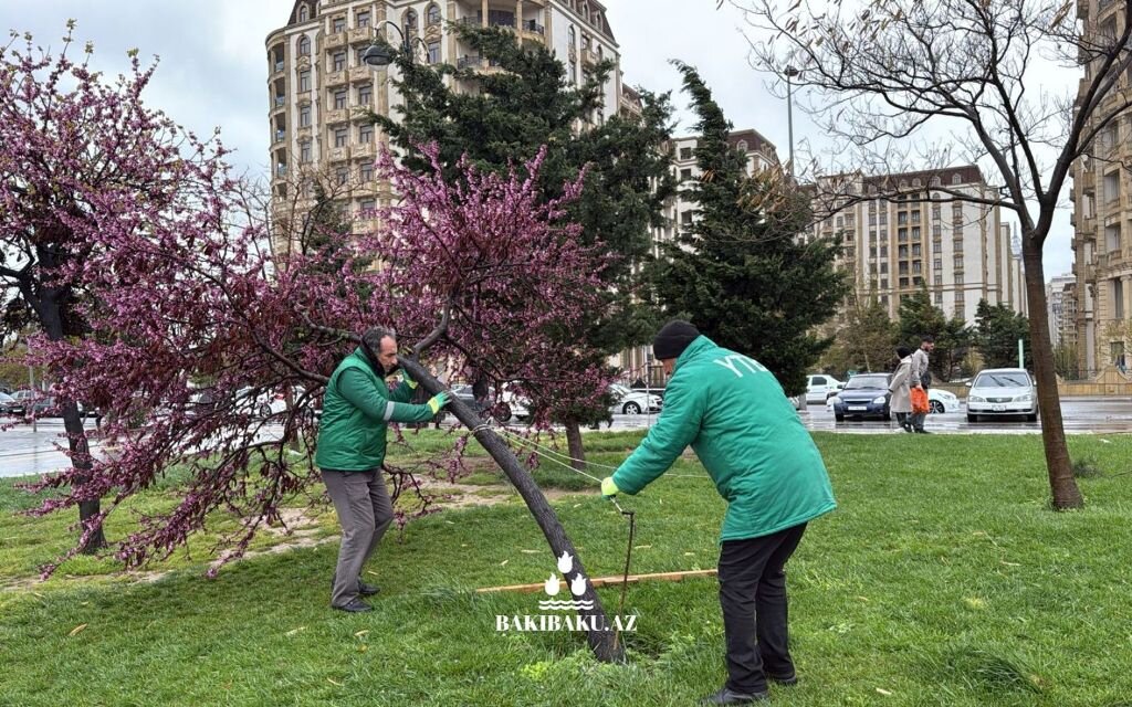 Güclü külək nəticəsində 368 ağac sınıb, 55-i zədələnib (FOTO)