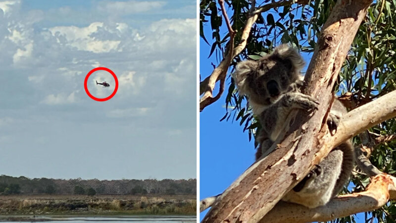 Yüzlərlə koalanı helikopterlərdən atəş açaraq niyə öldürdülər?