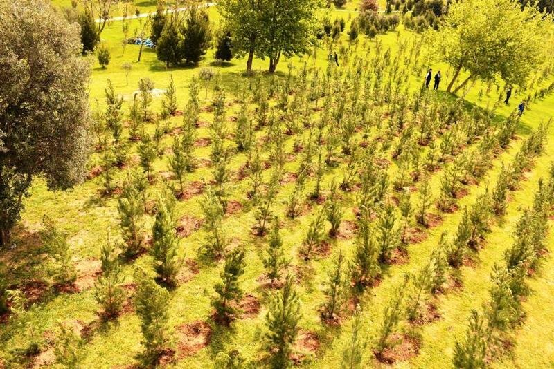 Paytaxtda növbəti ağacəkmə aksiyası keçirilib (FOTO)