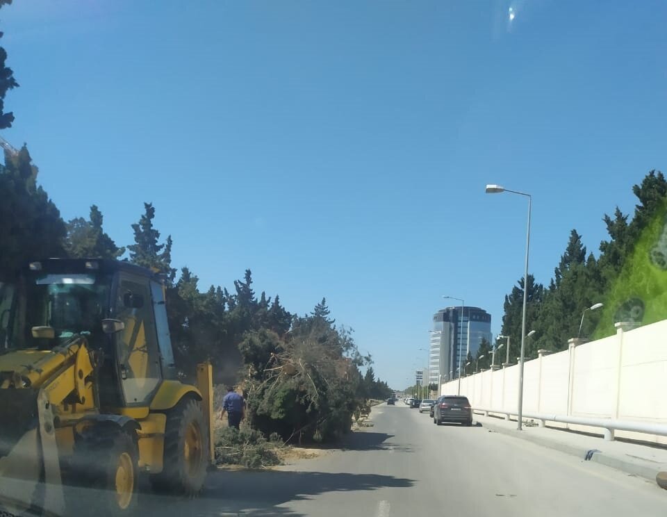 Nərimanov rayonunda yaşıl şam ağacları niyə kəsirlər?-Video