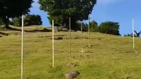 İsmayıllıda dağı hansı məmur zəbt edib?