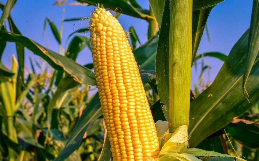 Azərbaycan qarğıdalı idxalını 36 %-dən çox azaldıb