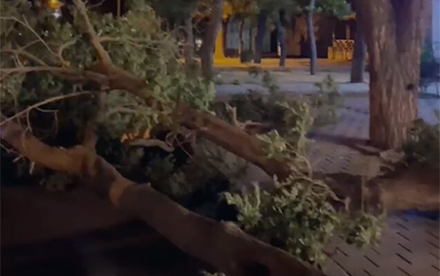 Külək Yasamalda ağacı aşırdı - Video