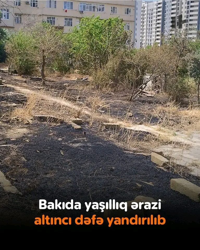 Xətaidə 50 ağacı məhv etdilər