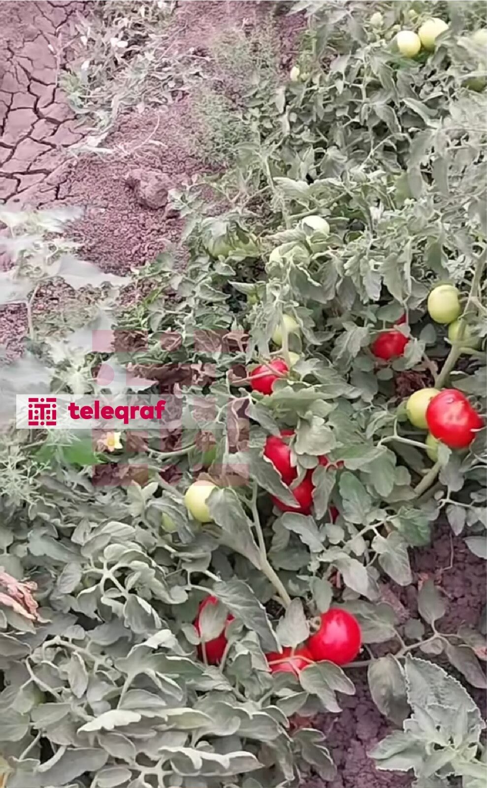 Pomidorlar sahədə qalıb - Fermerlər məhsulu sata bilmirlər