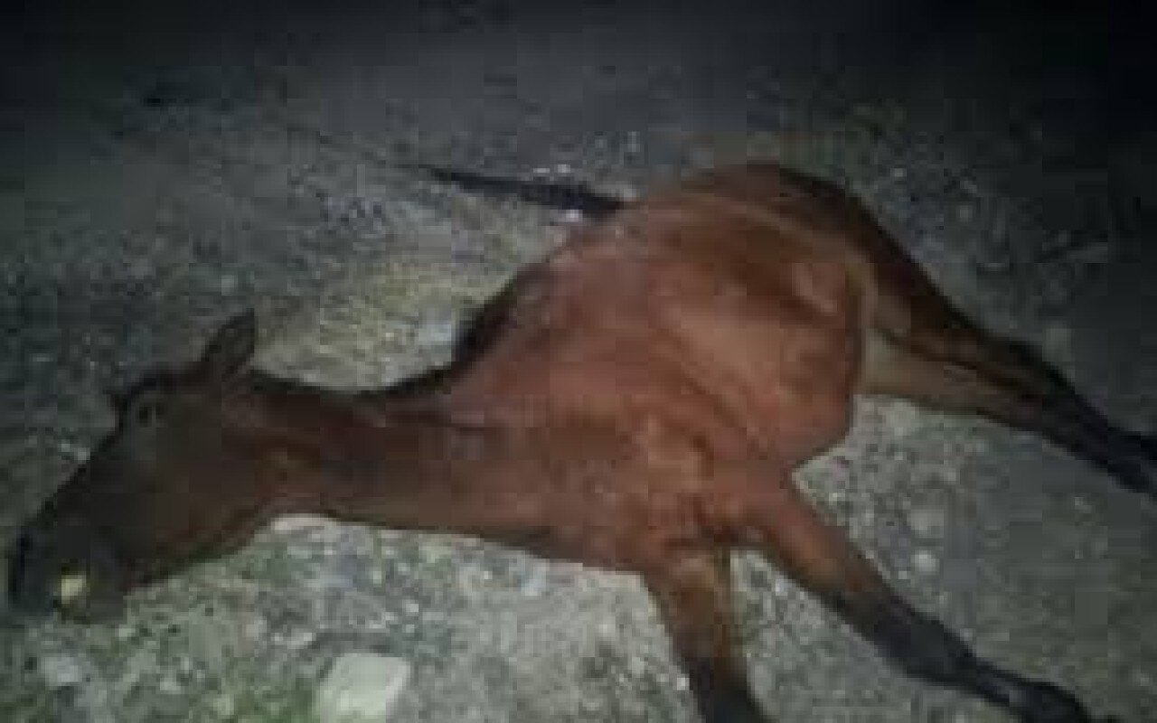Goranboyda yük maşını atı vuraraq öldürdü