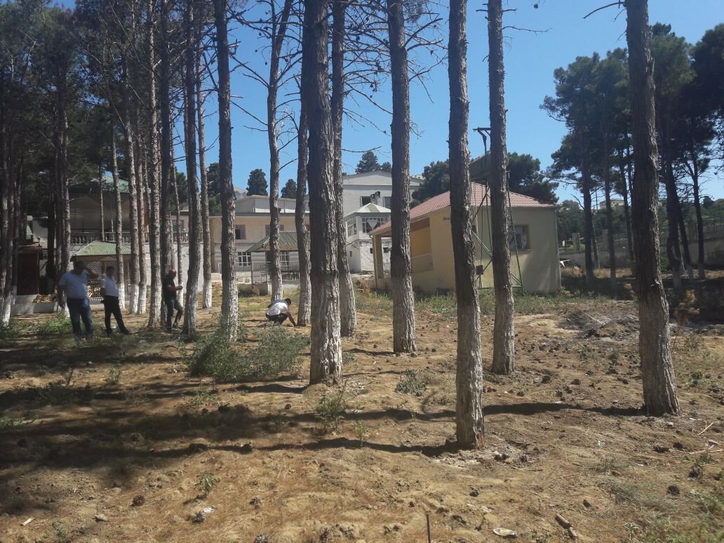 Təbiətə 81 min manatdan çox ziyan vuruldu