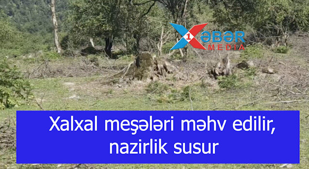 Xalxal meşələri məhv edilir, nazirlik susur-VİDEO