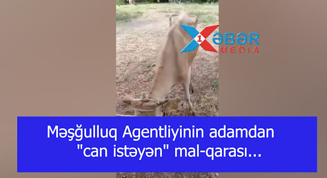 Məşğulluq Agentliyinin adamdan "can istəyən" mal-qarası...-VİDEO