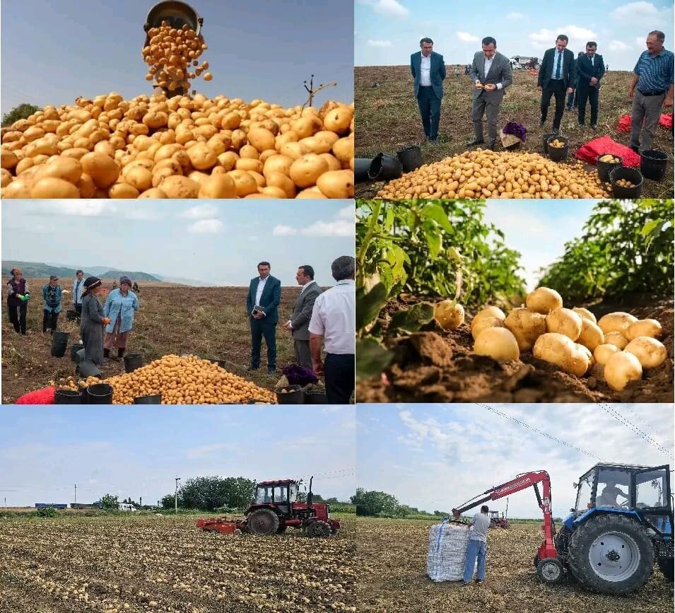 Şəmkirdə 133 975.0 ton kartof  yığıldı