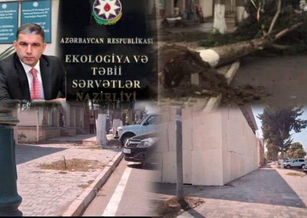 Ağstafada "ekoloji Terror"-Ağacı kəsib yerində obyekt tikirlər