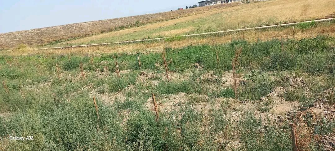 Şəmkir Mərkəzi Xəstəxanasının önündə ağaclar baxımsızlıqdan quruyur