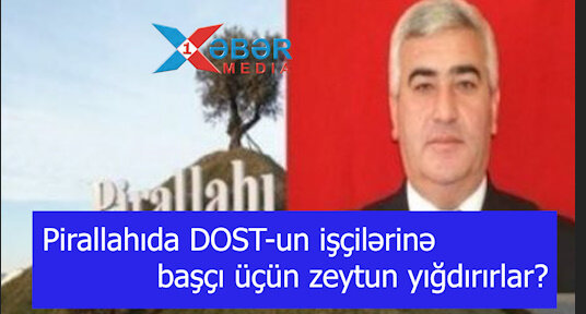 Pirallahıda DOST-un işçilərinə başçı üçün zeytun yığdırırlar?-VİDEO
