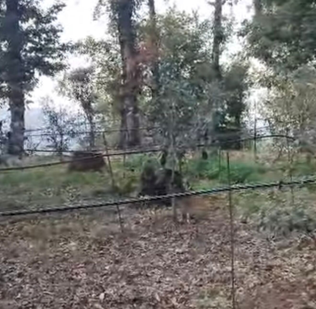 Astaranın Ojakəran kəndində ağac kəsiminə görə cinayət işi başlanıb
