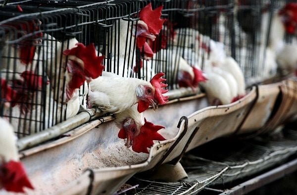 Quş qripi ilə bağlı bu ölkələrdən malların idxalı qadağan edildi