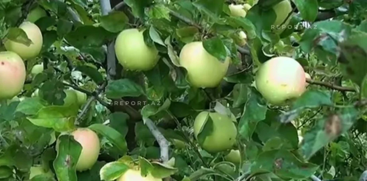 Almanın kilosu 6-7 qəpiyə düşüb