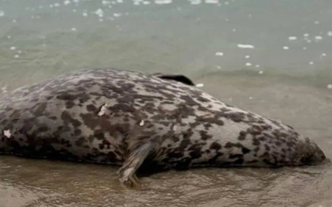 Xəzər sahilində ölü suitilər aşkar edildi