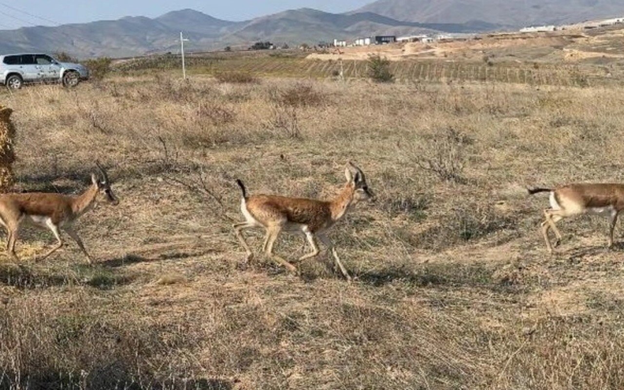 Cəbrayıla yeddi baş ceyran buraxıldı - FOTO