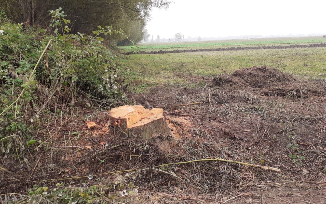 Sağlam söyüd ağaclarını kəsən şəxs saxlanıldı