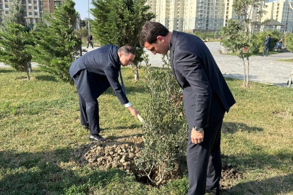 Sumqayıt Bələdiyyəsi tərəfindən 1000 ədəd zeytun ağacı əkilib - FOTOLAR