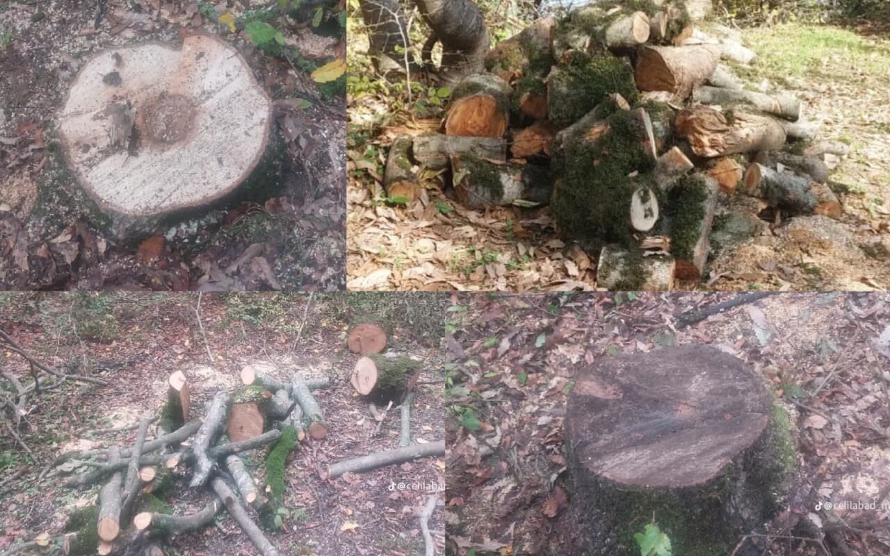 İki kənddə ağaclar kəsildi - DİN-dən açıqlama