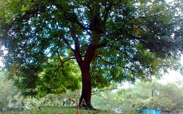 Ağacdan yıxılan kişinin boynu sındı