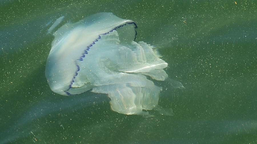 Nəhəng meduza İngiltərə sahillərinə hücum etdi