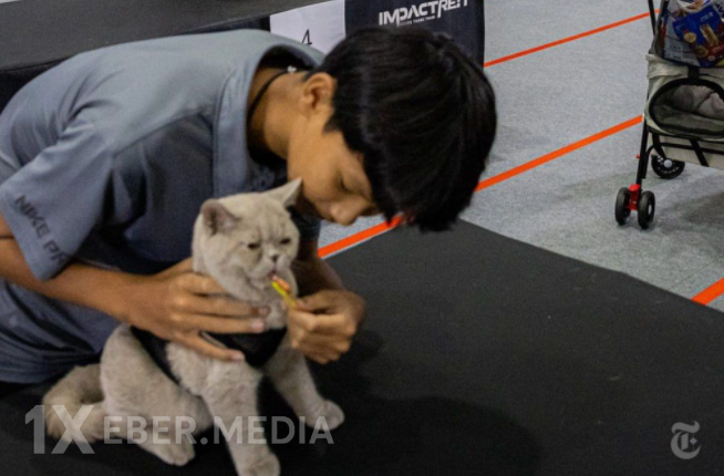 Heyvanlar arasında “sürətli yemək” yarışı keçirildi