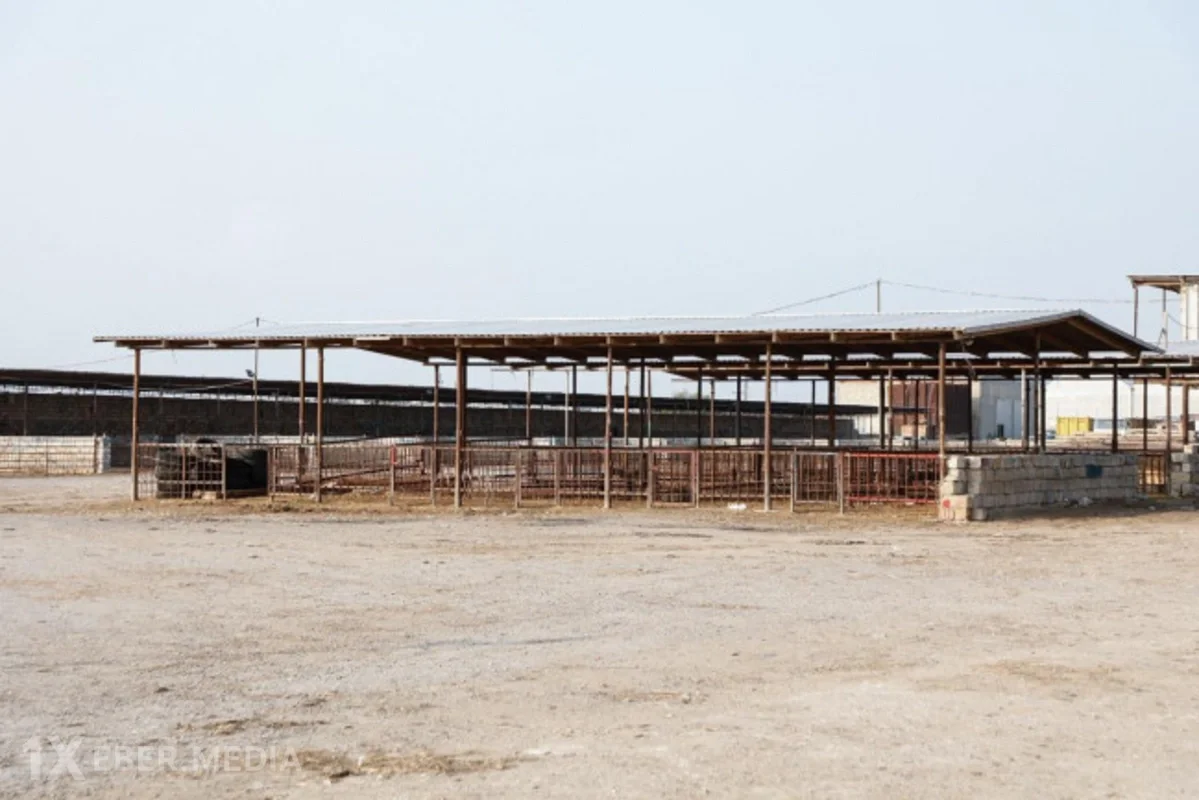 Heyvan bazarlarında rekonstruksiya işləri nə yerdədir? - VİDEO