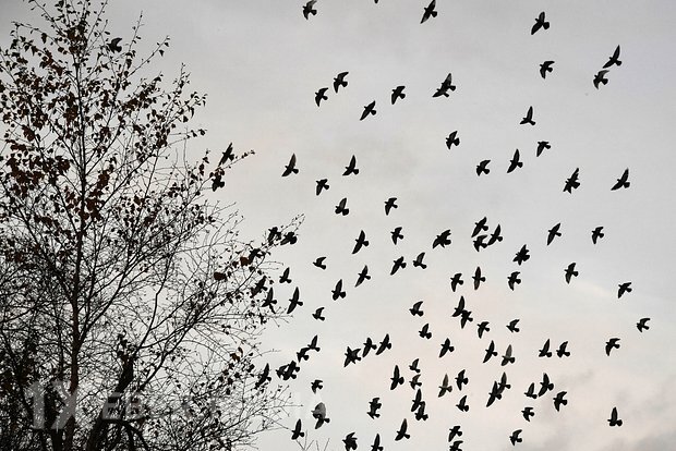 Britaniya "Putinin yeni silahı"ndan qorxur