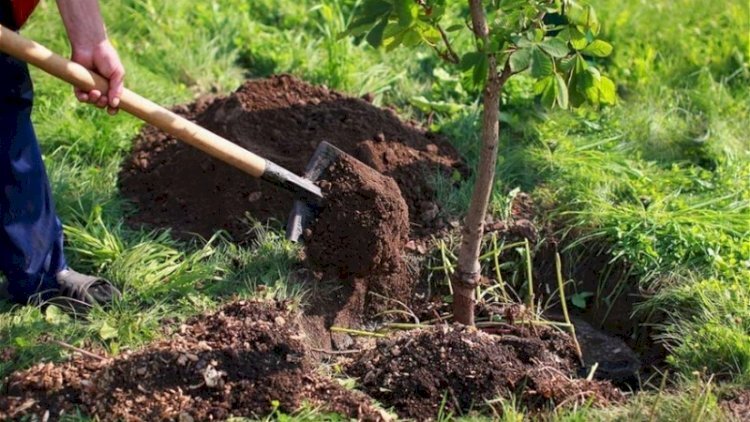 Bakıda bu ağacların əkilməsi qadağan olundu - TƏHLÜKƏ MƏNBƏYİDİR