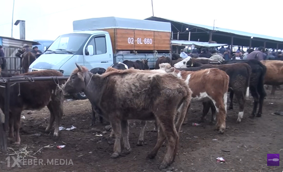 Azərbaycanda son 5 ildə damazlıq heyvanlar alınmasına 90 milyon manat güzəşt tətbiq edilib