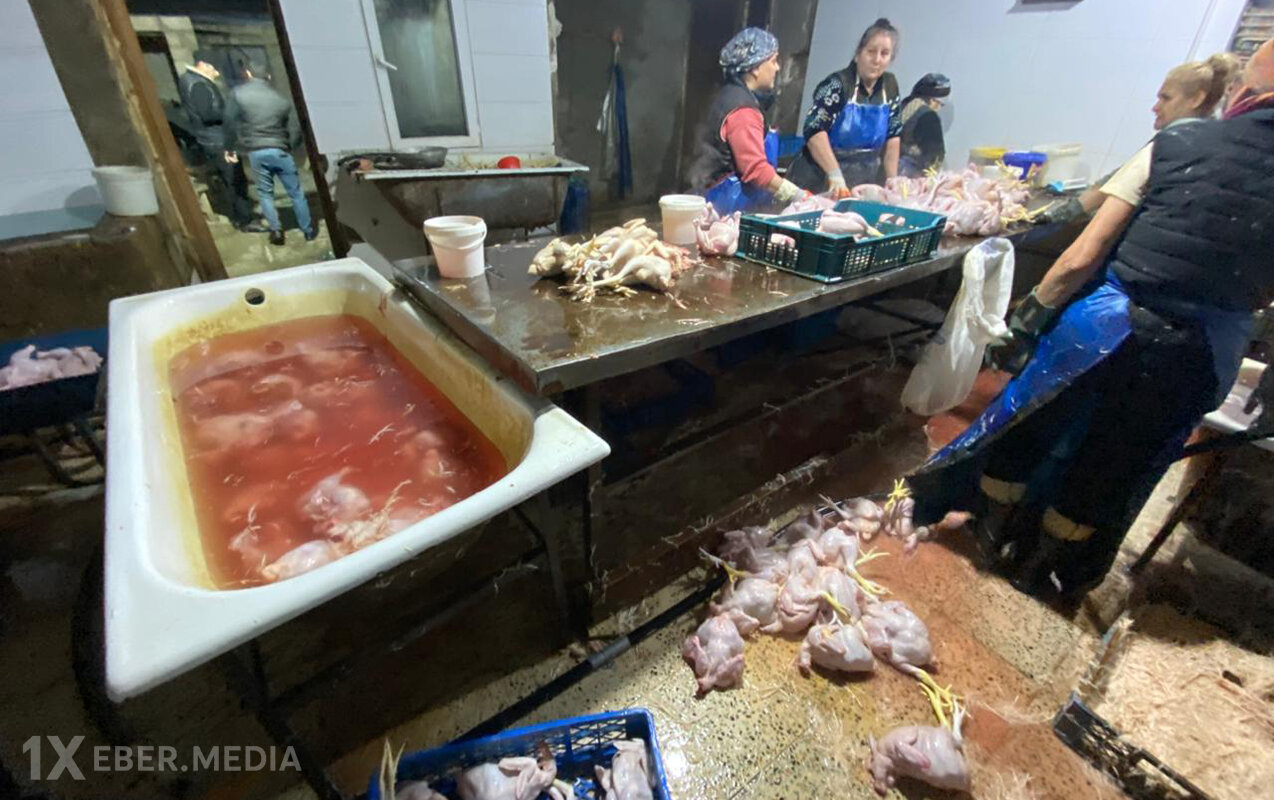“Kənd toyuqları”nı bu vannalarda “istehsal edirmişlər” - Fotolar