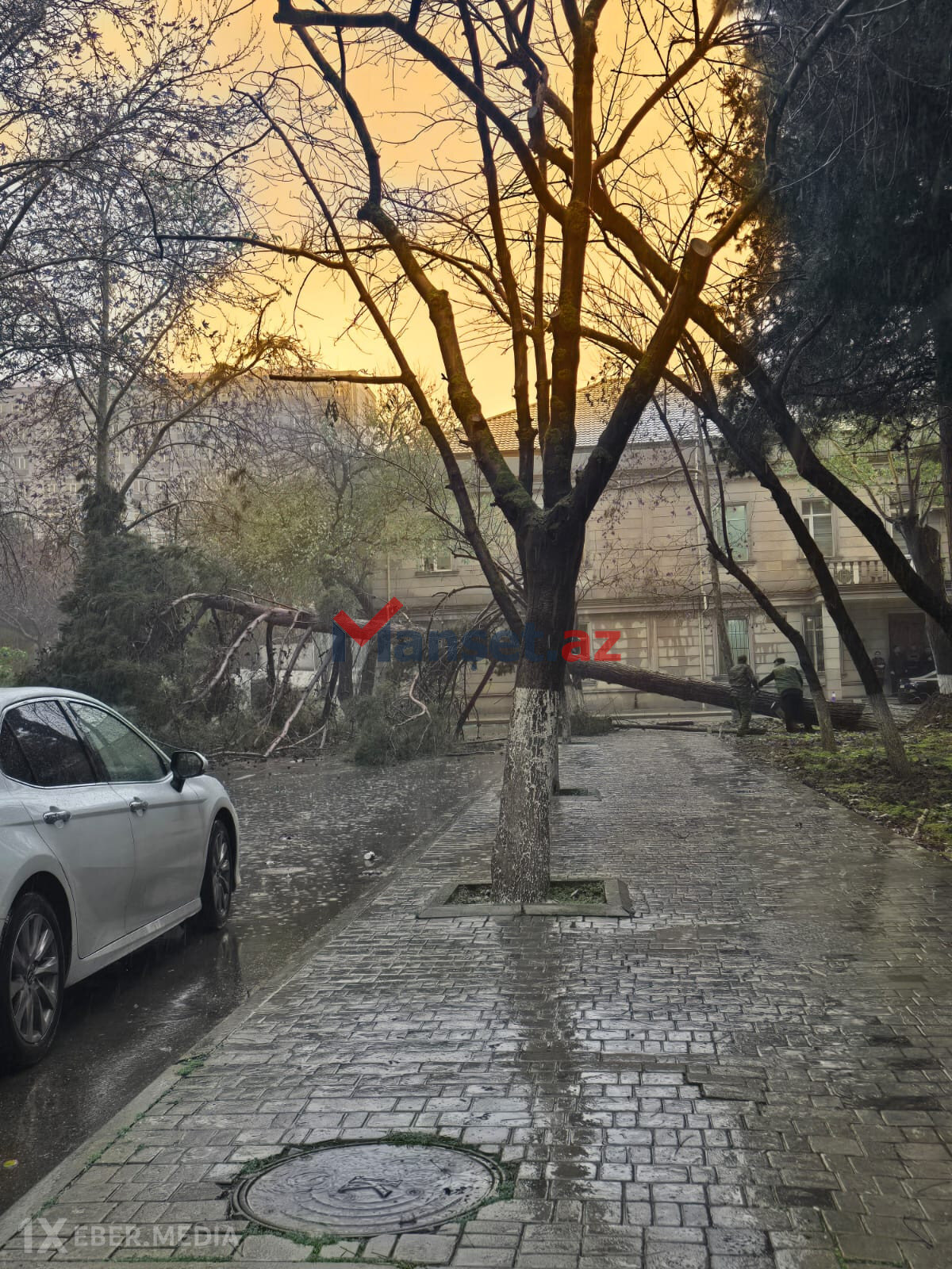 AMEA-da aşan ağac girişi bağladı: İsa Həbibbəyli binaya daxil ola bilmədi