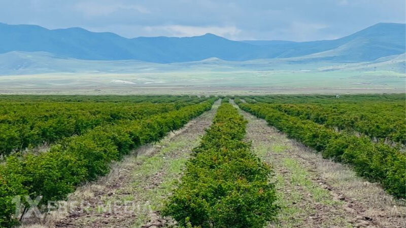 Şirkət rəhbəri vətəndaşın torpağını zəbt edib? – Oğuzda torpaq qalmaqalı