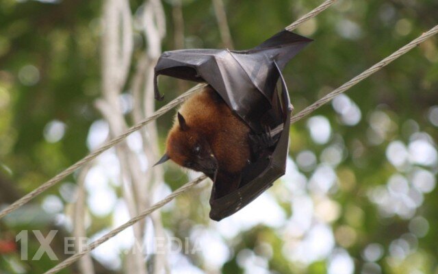 Nipah virusu pandemiyaya səbəb ola bilər?