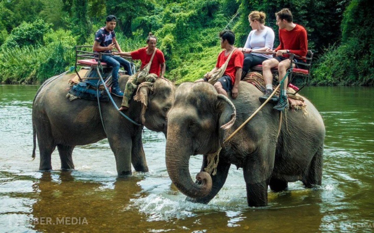 İndoneziyada fillərə minmək qadağan edildi