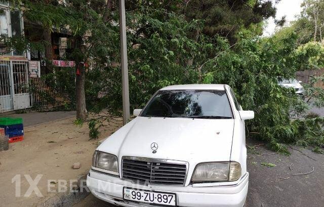 Bakıda güclü külək ağacları aşırdı