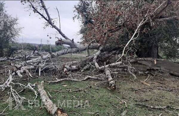 Bakıda güclü külək nəticəsində 6 ağac aşdı