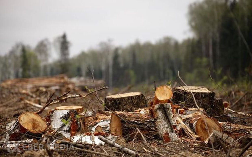 Təbiətə 1 həftədə 129 minlik ziyan vurdular