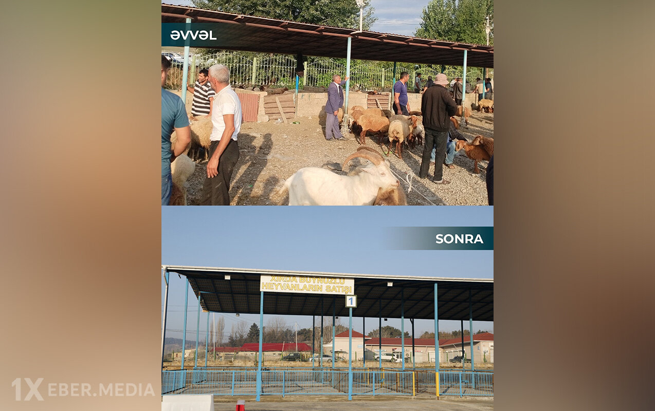 Şamaxı və Göyçayda heyvan satışı bazarları açıldı