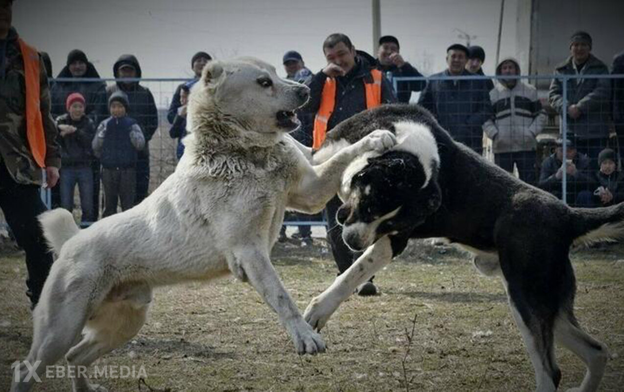 Tanışını iti döyüşdə uduzduğu üçün güllələyib - Yevlaxdakı insidentin təfərrüatı