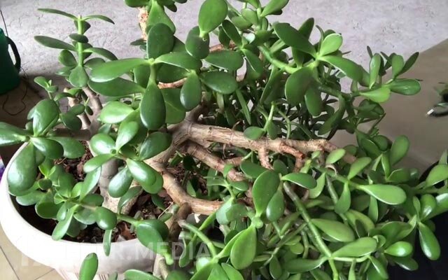 Hər an zəhərlənə bilərsiz: Diqqətli olun