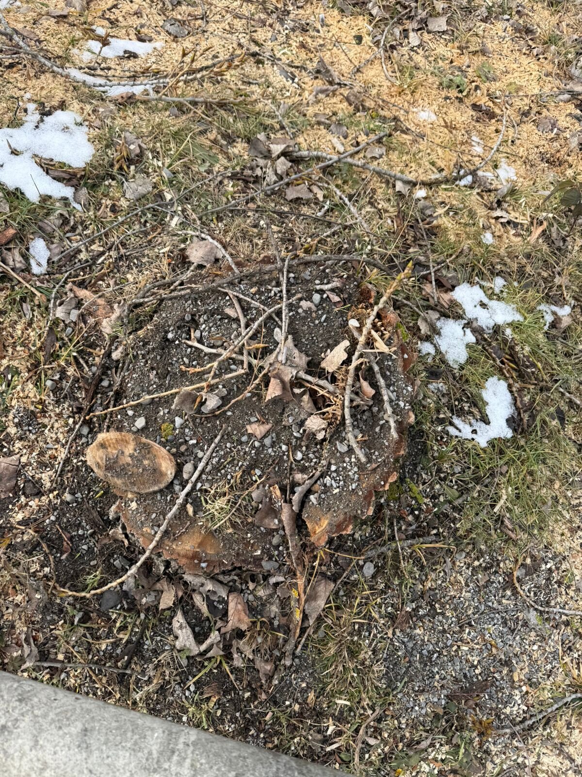 Oğuzda qanunsuz ağac kəsiminə görə cinayət işi başlanılıb
